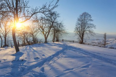 ağaç gökyüzü dalı orman kışın