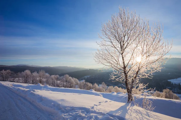 Зимний пейзаж с большим количеством снега и деревьев — стоковое фото