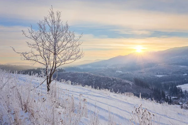 Téli táj, sok a hó és a fák — Stock Fotó