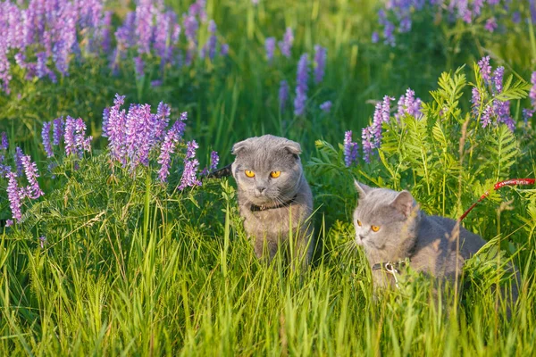 Porträt einer jungen britischen Katze im Gras — Stockfoto