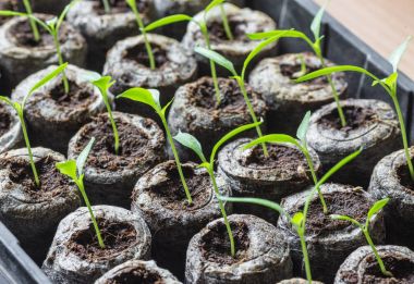 Genç taze fide plastik kaplarda duruyor. Salatalık plantasyon. sera salatalık tarımı.