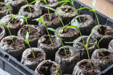 Genç taze fide plastik kaplarda duruyor. Salatalık plantasyon. sera salatalık tarımı.