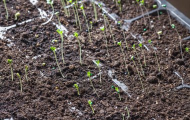 Genç taze fide plastik kaplarda duruyor. Salatalık plantasyon. sera salatalık tarımı.