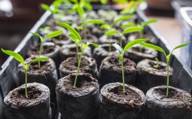 Genç taze fide plastik kaplarda duruyor. Salatalık plantasyon. sera salatalık tarımı.