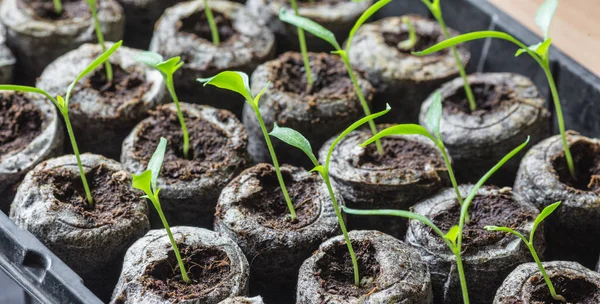 Jonge verse zaailing staat in kunststof potten. komkommer plantage. teelt van komkommers in kas. — Stockfoto