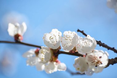 Malus pumila elma-küçük Dof ağacında