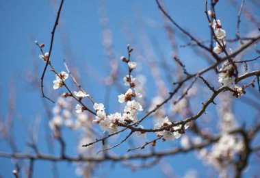 Malus pumila elma-küçük Dof ağacında