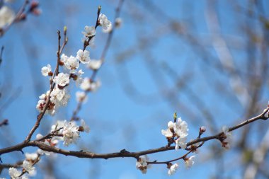 Malus pumila elma-küçük Dof ağacında