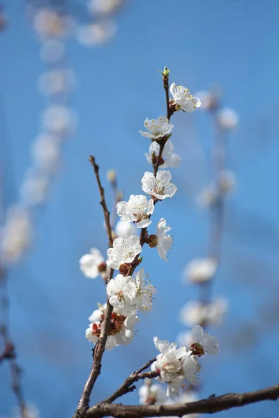 Malus pumila apple-tree in small DOF — Stock Photo, Image