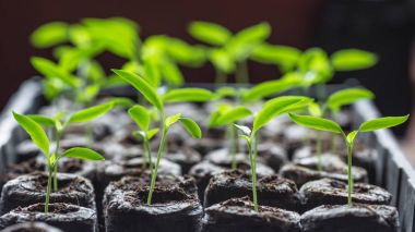 Genç taze fide plastik kaplarda duruyor. Salatalık plantasyon. sera salatalık tarımı.