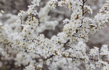 Sakura çiçek çiçek açması gibi doğal arka plan beyaz