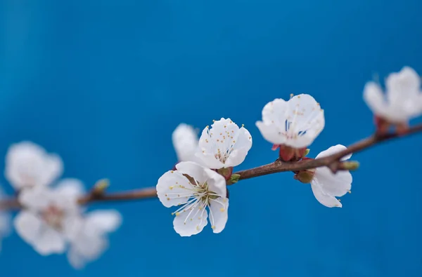 Malus pumila apple-tree in small DOF — Stock Photo, Image