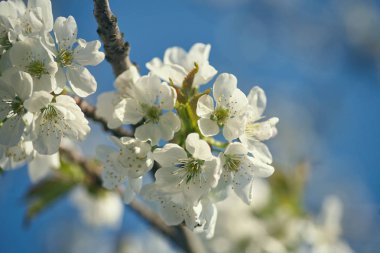 Bahar çiçekli kiraz, beyaz çiçekler yakın çekim