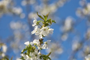 Bahar çiçekli kiraz, beyaz çiçekler yakın çekim