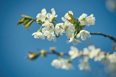Bahar çiçekli kiraz, beyaz çiçekler yakın çekim