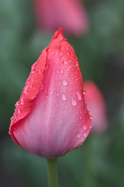 Pembe Lale ile damla yağmur sonrası kaplı.