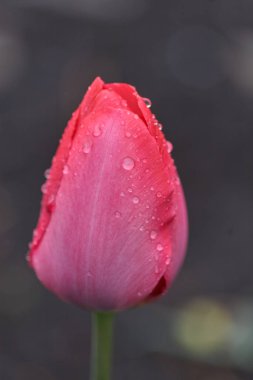 Pembe Lale ile damla yağmur sonrası kaplı.