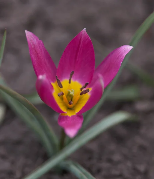 Tulipán rosado cubierto con gotas después de la lluvia — Foto de Stock