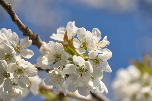 Primavera floración cereza, flores blancas de cerca — Foto de Stock