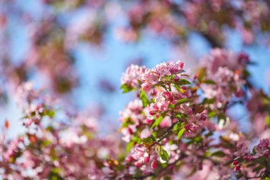 Güzel çiçek şube