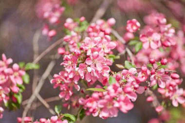 Güzel çiçek şube