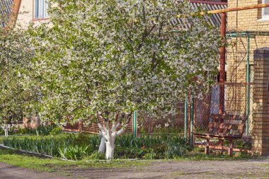 çiçek açan bir elma ağacı dalı