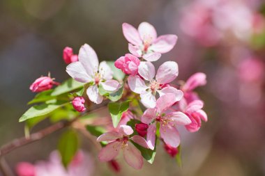 Güzel çiçek şube