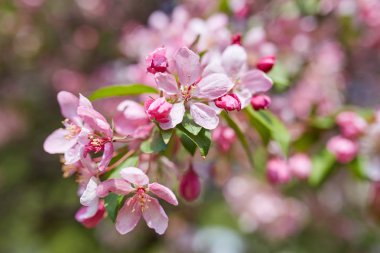 Güzel çiçek şube