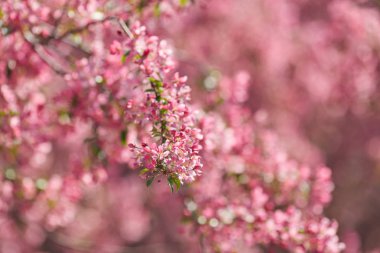 Güzel çiçek şube