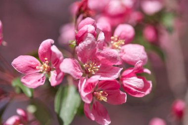 Bahar çiçekli kiraz, pembe çiçekler yakın çekim