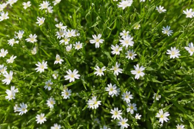 Yeşil saplı beyaz çiçekler