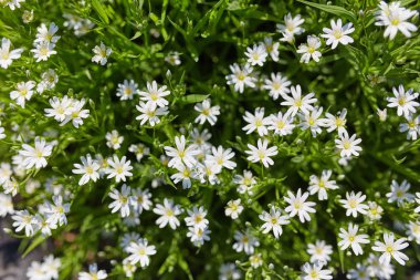 Yeşil saplı beyaz çiçekler