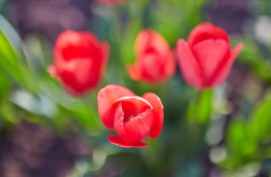 Bahar Lale güneş ışınları altında çayır üzerinde