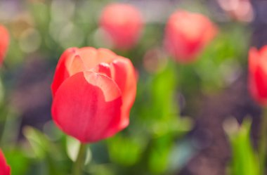 Bahar Lale güneş ışınları altında çayır üzerinde