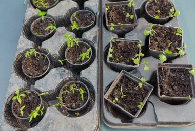 yeni başlayan bahar filizi