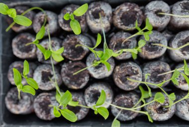 yeni başlayan bahar filizi