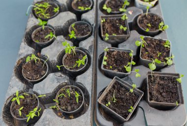 yeni başlayan bahar filizi