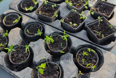 yeni başlayan bahar filizi