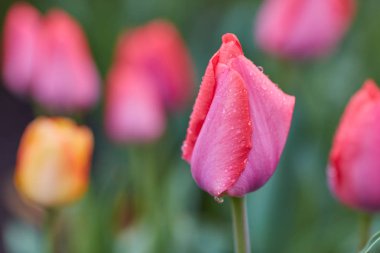 Bahar Lale güneş ışınları altında çayır üzerinde