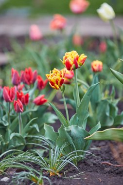 Bahar Lale güneş ışınları altında çayır üzerinde
