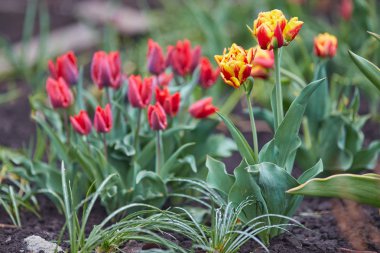 Bahar Lale güneş ışınları altında çayır üzerinde