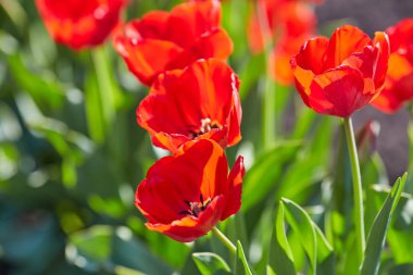 Bahar Lale güneş ışınları altında çayır üzerinde