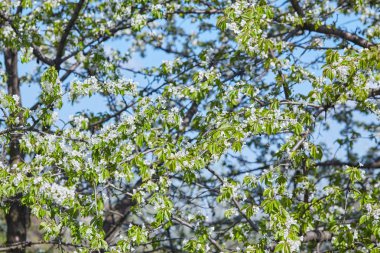 Güzel çiçek şube
