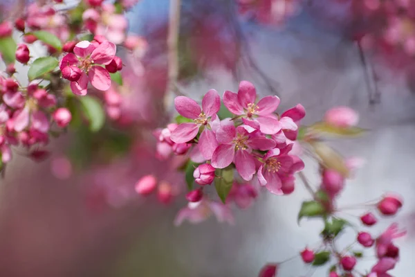 The beautiful blooming branch — Stock Photo, Image