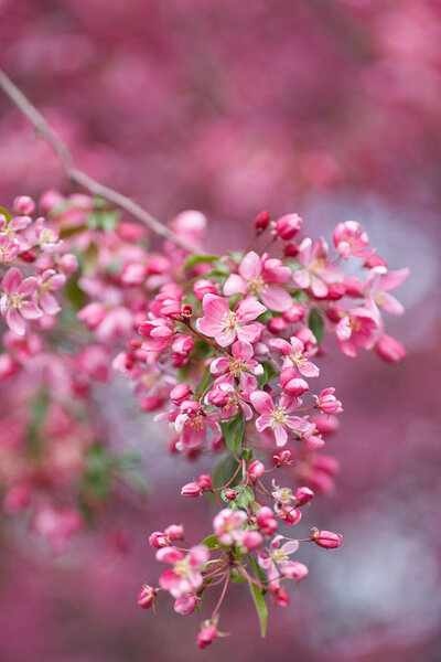 The beautiful blooming branch