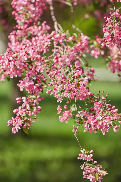 The beautiful blooming branch — Stock Photo, Image