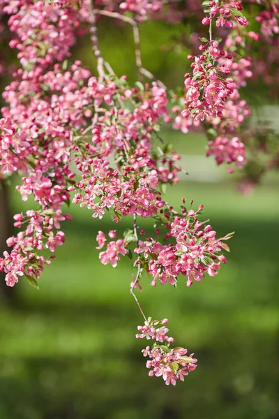 Прекрасная цветущая ветвь — стоковое фото