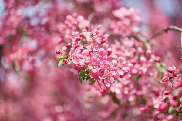 The beautiful blooming branch — Stock Photo, Image