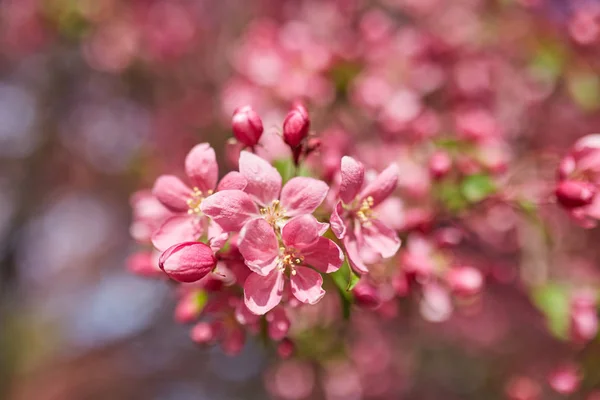 The beautiful blooming branch — Stock Photo, Image