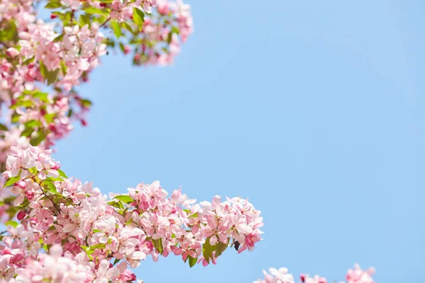 Den vackra blommande grenen — Stockfoto